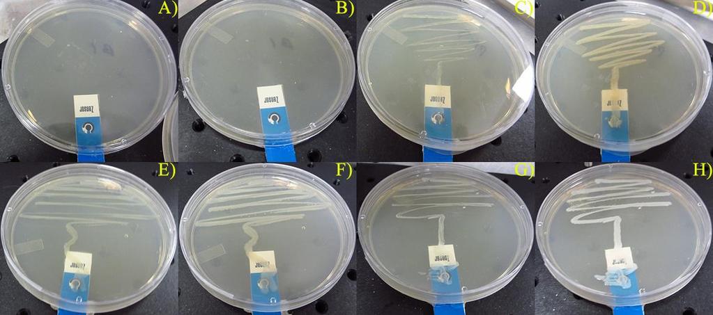 The cultures were streaked onto LB agar plates with embedded electrodes and grown at room temperature for 50 hours. Squarewave voltammograms were taken every 30 minutes from -0.5 to 0.