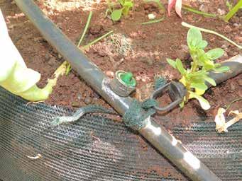 HOW TO IRRIGATE A BAG FARM Before transplanting the seedlings the compost in the bag must be thoroughly wetted. The button drippers deliver 4 litres of water per dripper per hour.