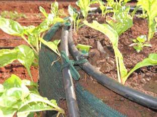 The drip irrigation may need to be on for at least 3 hours per day (120 Litres of water) for the first 10 days after planting. Check the planting holes to see if the soil is getting wet enough.