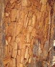 The presence of conks usually indicates that wood decay is well advanced the tree is probably structurally unsound and subject to breakage.