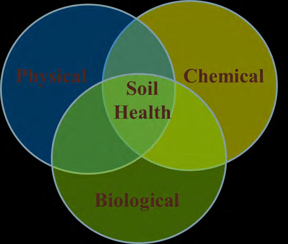 Cornell Soil