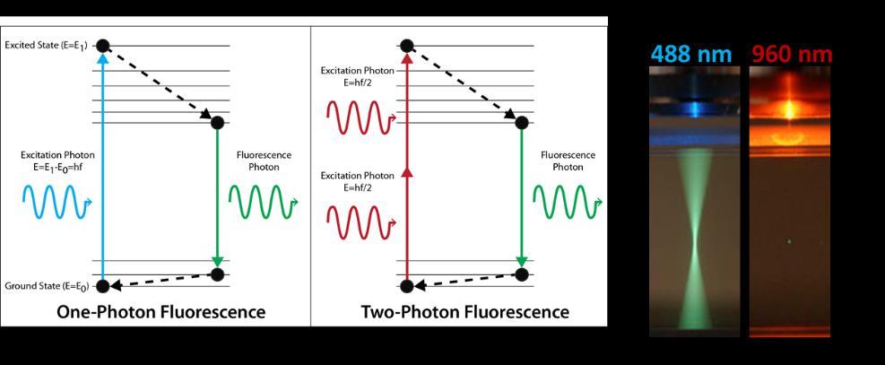 8. IMAGING WITH TWO-PHOTON EXCITATION Two-photon excitation (TPE) microscopy provides resolution somewhere in between wide-field and confocal microscopy, because it actually utilizes some features