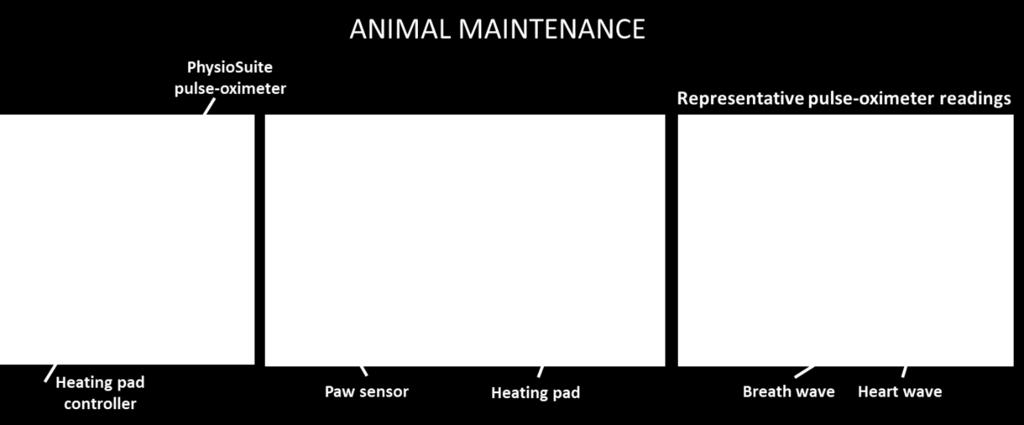 NOTE: Refer to the anesthesia part of this guide for further details on anesthetizing animals. 4. Turn ON the PhysioSuite pulse-oximeter (knob is at the back) and connect animal s paw sensor. 5.