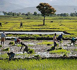 Alaotra-Mangoro region: first region of rice culture area in