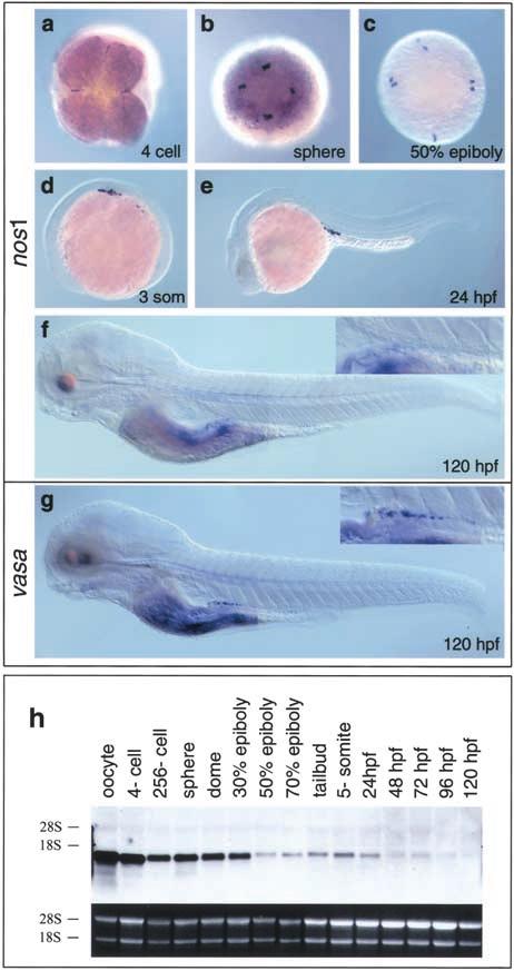 Function and regulation of nanos1 in zebrafish Restriction of Nanos1 activity to the PGC by posttranscriptional control mechanisms Figure 2.