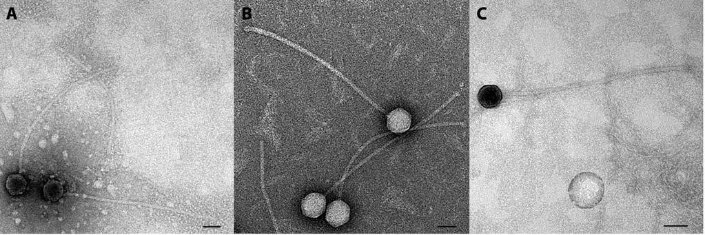 Table 1. Properties of the three phages belonging to the genus Tin2virus. Tuskamurella phage GenBank Accession No. Genome length (kb) Genome (mol% G+C) No.