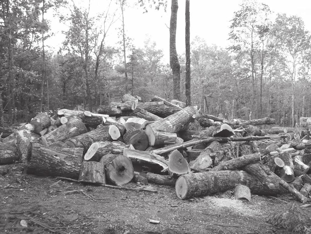 Unutilized hardwood logging residue.
