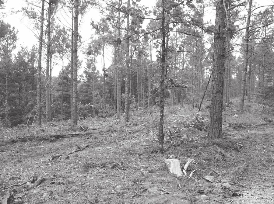 Thinning operation in 25-year old loblolly pine plantation.