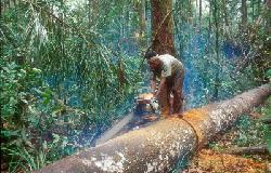 Loss of Biodiversity in the Amazon Rainforest Deforestation 3
