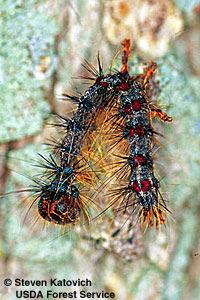 specific to the gypsy moth Pheromone flakes ( confuses males, reduced
