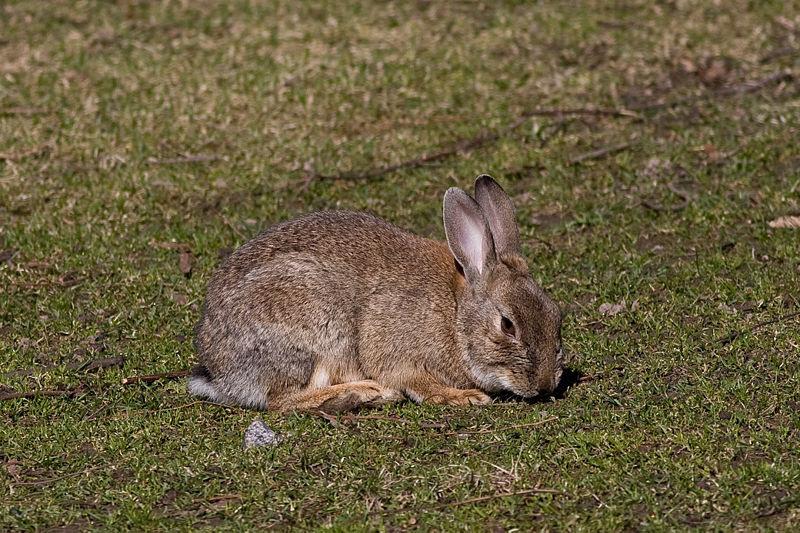 The Wild European Rabbit In Australia Native to Spain (Europe) Australian Rabbit s Effect on Ecology Overgrazing & damage vegetation Degradation of land Soil erosion because they like to dig and eat