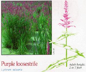 Invasive Species: Purple Loosestrife A wetland plant- (Native from Europe & Asia). Invades marshes & lakeshores. Replaces other wetland plants which is a nonsuitable habitat for ducks, geese, &frogs.