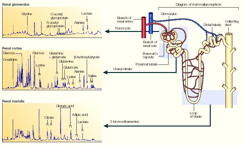 Metabolomic Detection of Kidney Toxicity Nature