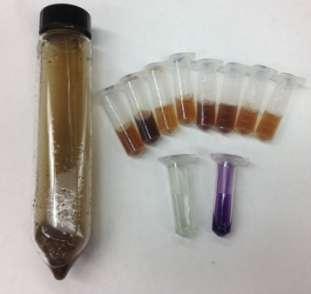 ACE Soil Protein Index Soil Protein Measurement 3g soil shaken with 24ml extractant 20 mm sodium