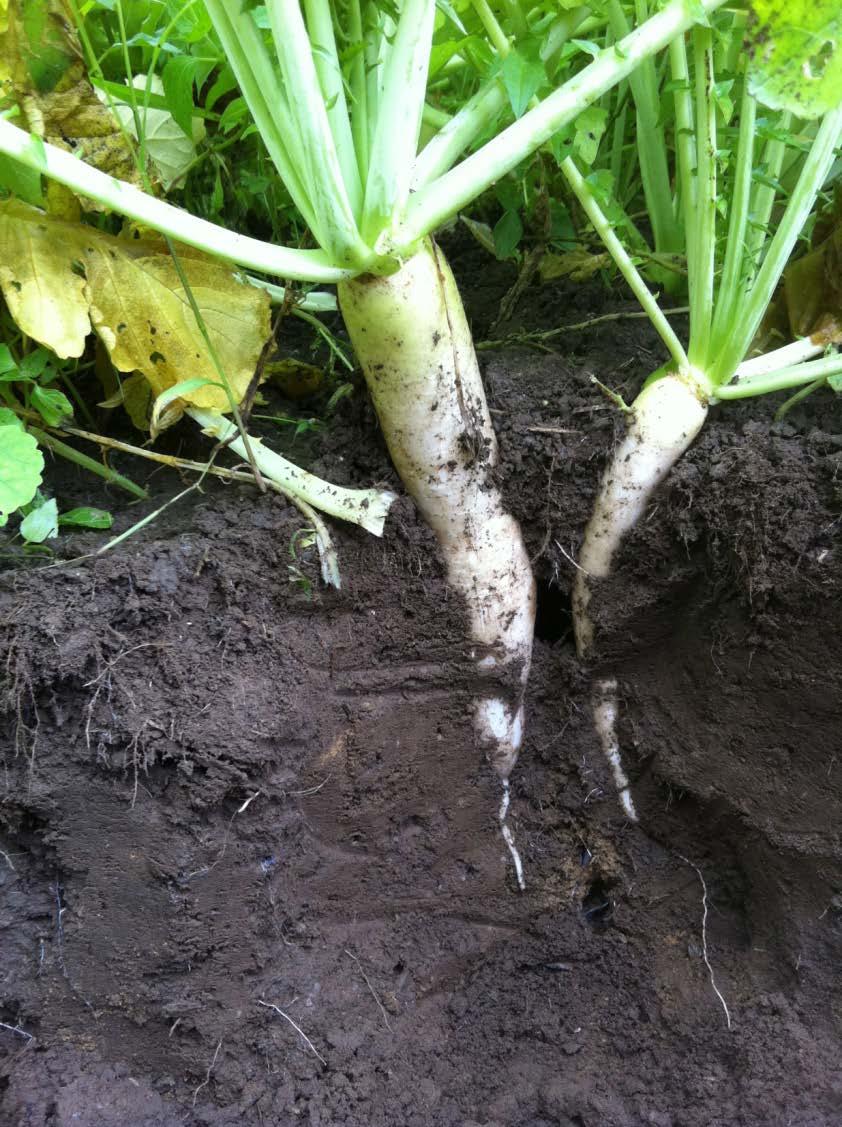 humans Standard Soil Test says this soil is better!