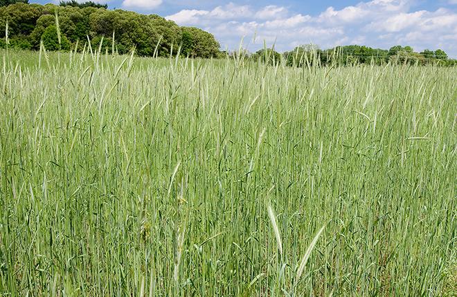 The Effect of a Cereal Rye Cover Crop on Soil Health