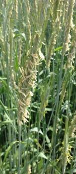 Cereal Rye Cereal Rye Soybean yield, kg/ha 2704.