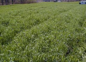 8llage cover cropping Green manure cover crop years Strip 8llage