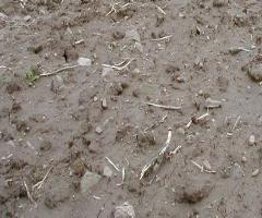 Soil Structure Affects Many Processes- soil surface Large pores allow for rapid transfer of water and gases into and