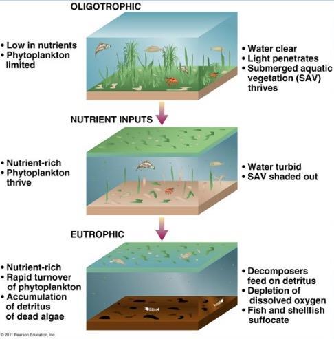 Current Situation Long-term studies show that the lake has again moved from a pristine, weed-free, algae-free water body (oligotrophic) in the past decade to one that produces weeds and algae as a