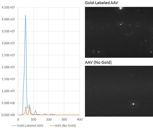 Figure 2: (right, top): Gold-labeled AAV NTA results; (right.