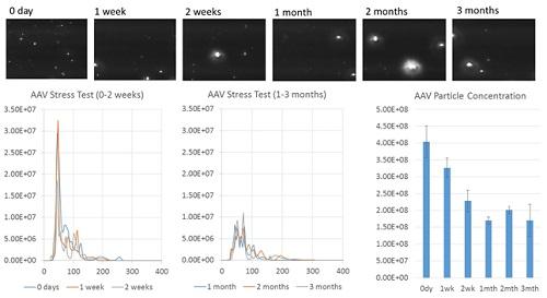 Figure 3: Au-AAV NTA results for AAV at different stages of a thermal stress test Conclusion By utilizing the electrostatic attraction between gold nanoparticles and AAV, we have enabled NTA