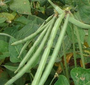 or cowpea resulted in up to tenfold