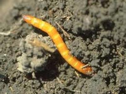 Wireworms, pests of tuber and root crops Scientific name Lifecycle Preferred Hosts Soil type Conoderus falli 1.5-2.0 yr. Potato, corn Organic soil Conoderus amplicollis 2.