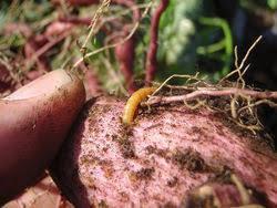 Soil insect damage on