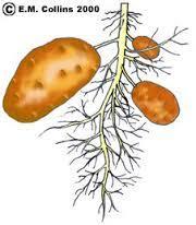 What are tuber crops Tubers: Enlarged structures in some plant species used as storage organs for nutrients.