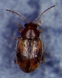 (rootworms) Flea Beetles