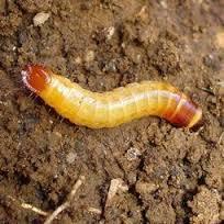 Yellow striped armyworm