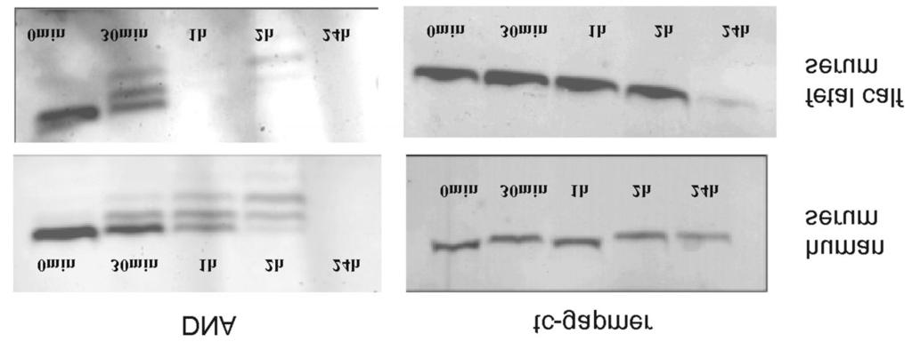 26 Ittig, Renneberg, Vonlanthen, Luisier, Leumann: In order to test whether tc-dna gapmers are also resistant towards biodegradation we incubated the tc-gap-18-mer depicted in Fig.