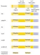 In prokaryotes, most genes have a sequence called the Pribnow box, with the consensus sequence TATAAT positioned about ten base pairs away from the site that serves as the location of transcription