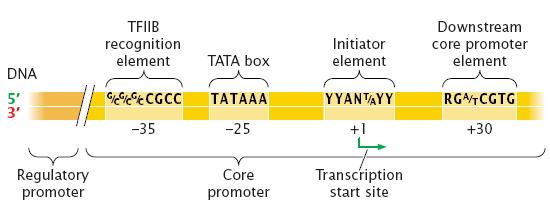 40 to 60 nucleotides upstream that enhances the rate of transcription Figure Detail (Figure 3).