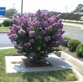 Aesthetics Landscaping enhances the appearance of your site making it more attractive while removing pollutants.