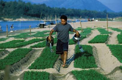 $10 million for Mekong research on water and food Growing vegatables on banks and sand bars of Mekong River.