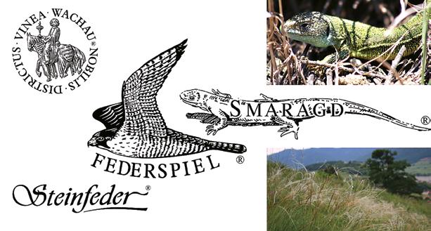 Chapter 4: Governance-mix for resilient socio-ecological production landscapes in Austria Figure 11. The lizard (Lacerta viridis) and the feathergrass Steinfeder (Stipa sp.