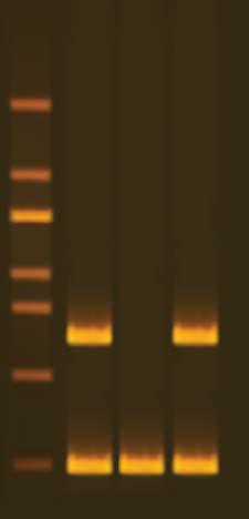 Lane Sample Molecular Weight Result 1 EdvoQuick DNA Ladder --- --- 2 Control DNA 190, 475 bp Contains both pfluorogreen DNA and E.