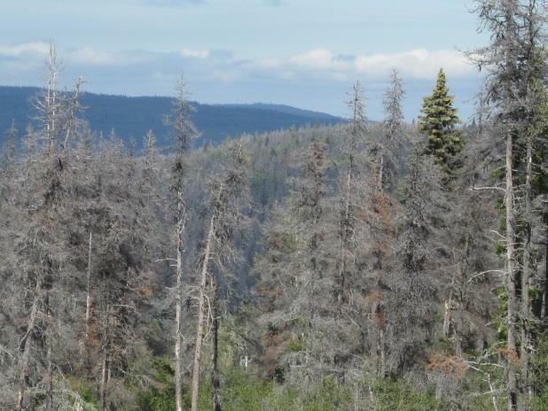 Proportion of lodgepole pine harvested 2012-2016