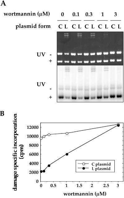 35688 Inward DNA Processes around a DNA Double-strand Break FIG. 3.Effect of wortmannin on DNA repair synthesis by HeLa cell extracts on linear and circular plasmid DNA in microtubes.