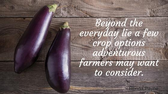 Eggplants and Truffles in BC By Ronda Payne, June 23, 2016 Beyond the everyday, lie a few crop options adventurous farmers may want to consider.