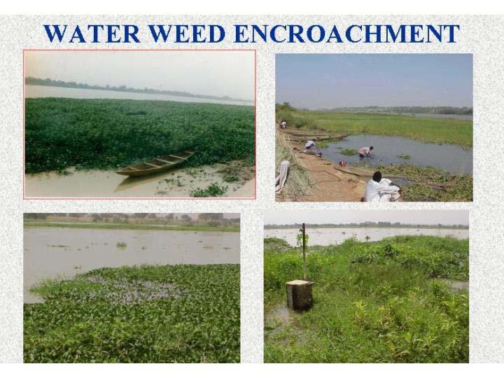 Figure 27: Water Weed Encroachment (iii)sandbars Before the dam construction, seasonal floods flushed out sandbars, which might have started during the dry season, thus the estuary was largely kept