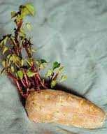 - 9 - (iii) State ONE characteristic of the tissue of tubers which make them suitable for vegetative propagation.