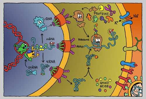 The central dogma of biology Drawn by