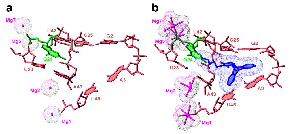 RNA product interactions Serganov, A., Keiper, S.