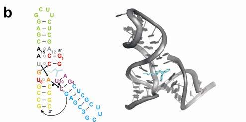 Can we use this structural information for reaction control? E E Ribozyme Aptamer Ribozyme Aptamer Design of inactivating interactions + Communication Module E active E E inactive joining E Helm, M.