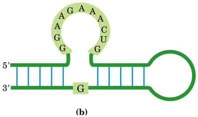 (same length, different sequence) RNA population (10 15 sequences) The SELEX method (repeat) Enriched Population of active RNA molecules SELECTION (affinity, catalysis) Molecules that do not bind or