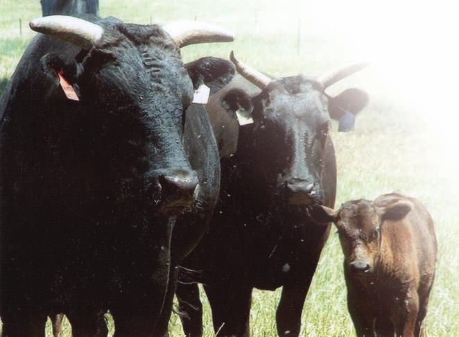 WAGYU are very fertile: Bulls have a high serving capacity at a young age and females reach sexual maturity at a young age.