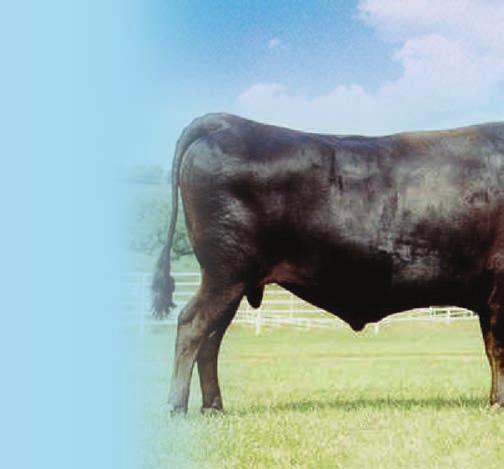However, 1976 four bulls were exported to USA, and cattle were upgraded into an essentially crossbred Wagyu herd from the American cow herd.